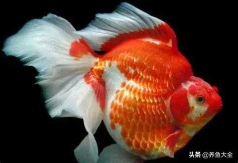 小金魚品種|十大好養的金魚品種 ——金魚飼養難易程度排名（。